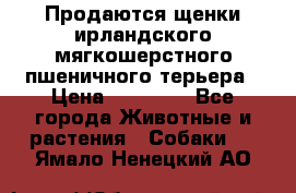 Продаются щенки ирландского мягкошерстного пшеничного терьера › Цена ­ 30 000 - Все города Животные и растения » Собаки   . Ямало-Ненецкий АО